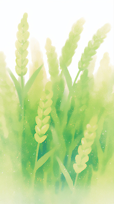JPG 식물 백그라운드 잎 일러스트 자연 수채화 건강 초원 연두색 농작물 환경 청보리 청보리밭 경관 국내일러스트 AI일러스트 AI콘텐츠 밭 농업 풍경 초록색 생태계 보리 파일형식