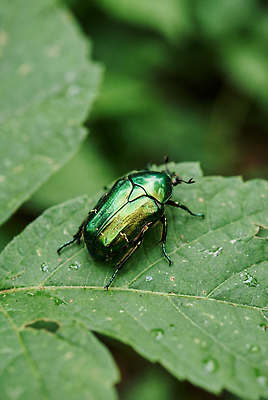 JPG 식물 동물 편집이미지 곤충 잎 자연 숲속 숲 풍뎅이 딱정벌레 생태계 편집실사 AI인물포토 AI콘텐츠 CG 파일형식 AI포토