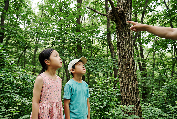JPG 나무 편집이미지 여자 남자 어린이 자연 야외 여름 친구 탐험 둥지 숲속 숲 호기심 자연관찰 의료성형뷰티 편집실사 AI인물포토 AI콘텐츠 식물 계절 감정 컨셉 관계 사람 관찰 CG 생태계 파일형식 AI포토