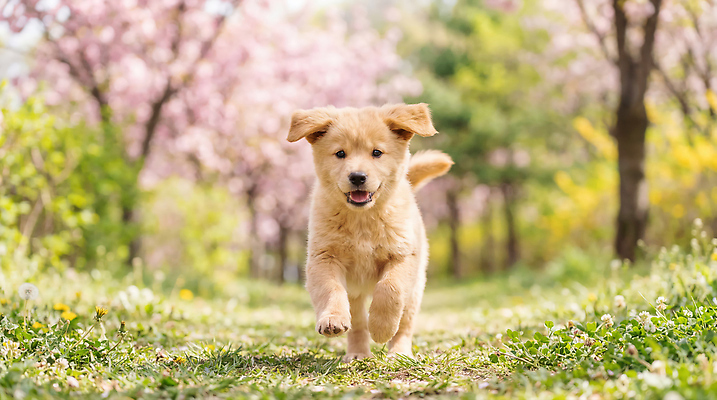 JPG 나무 편집이미지 공원 꽃 반려견 자연 거리 풍경 반려동물 달리기 햇빛 귀여움 봄 풀 강아지 놀기 편집실사 AI포토 AI콘텐츠 식물 동물 계절 공공시설 컨셉 모션 빛 개 CG 생태계 파일형식
