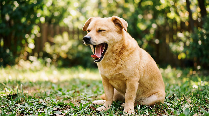 JPG 동물 편집이미지 반려견 모션 자연 휴식 앉기 잔디 여름 반려동물 햇빛 귀여움 정원 산책 강아지 하품 편집실사 AI포토 AI콘텐츠 식물 계절 컨셉 빛 개 CG 생태계 생리현상 파일형식