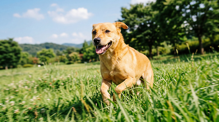 JPG 나무 편집이미지 반려견 자연 놀이 하늘 초원 반려동물 흙 기쁨 강아지 즐거움 유기견 편집실사 AI포토 AI콘텐츠 식물 동물 감정 개 CG 생태계 파일형식 유기동물