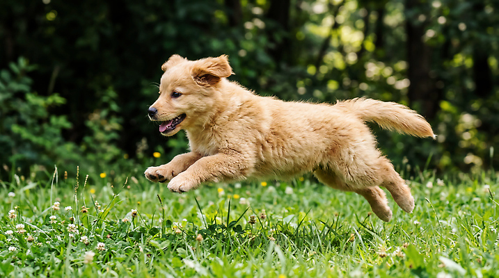 JPG 편집이미지 공원 반려견 자연 초원 반려동물 강아지 즐거움 놀기 편집실사 AI포토 AI콘텐츠 동물 공공시설 감정 모션 개 CG 생태계 파일형식