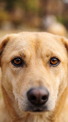 JPG 동물 편집이미지 응시 반려견 생명 근접촬영 개 강아지 편집실사 AI포토 AI콘텐츠 시선 뷰포인트 포유류 반려동물 CG 파일형식