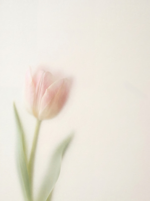 JPG 편집이미지 꽃 줄기 분홍색 튤립 부드러움 흐림 편집실사 AI포토 AI콘텐츠 식물 컬러 날씨 감각 CG 파일형식