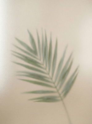 JPG 식물 편집이미지 잎 실내 부드러움 흐림 편집실사 AI포토 AI콘텐츠 날씨 내부 감각 CG 파일형식