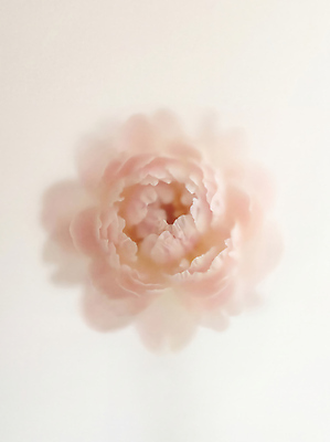 JPG 편집이미지 꽃잎 꽃 분홍색 장식 부드러움 흐림 편집실사 AI포토 AI콘텐츠 식물 컬러 날씨 감각 CG 파일형식