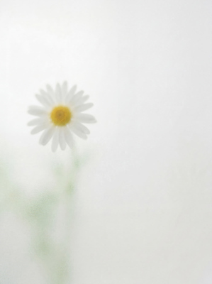 JPG 편집이미지 꽃잎 꽃 부드러움 흐림 편집실사 AI포토 AI콘텐츠 식물 날씨 감각 CG 파일형식