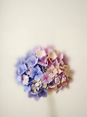 JPG 편집이미지 꽃 분홍색 꽃다발 장식 보라색 부드러움 수국 흐림 편집실사 AI포토 AI콘텐츠 식물 컬러 날씨 감각 CG 파일형식