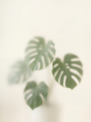 JPG 식물 편집이미지 잎 실내 부드러움 흐림 몬스테라 편집실사 AI포토 AI콘텐츠 날씨 내부 감각 CG 파일형식