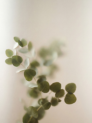 JPG 식물 편집이미지 잎 부드러움 흐림 편집실사 AI포토 AI콘텐츠 날씨 감각 CG 파일형식