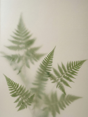 JPG 식물 편집이미지 잎 부드러움 흐림 양치식물 편집실사 AI포토 AI콘텐츠 날씨 감각 CG 파일형식