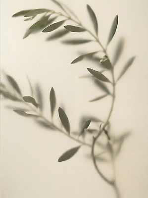 JPG 식물 편집이미지 잎 그림자 부드러움 흐림 편집실사 AI포토 AI콘텐츠 날씨 감각 CG 파일형식