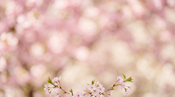 식물 계절 꽃 CG 생태계 파일형식 AI콘텐츠 벚꽃 봄 자연 풍경 나무 꽃잎 만개 편집이미지 편집실사 JPG 보케 AI컴퓨터그래픽