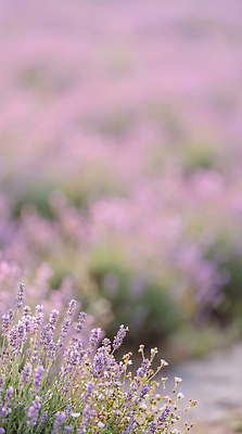 식물 계절 꽃 허브 CG 생태계 파일형식 AI콘텐츠 라벤더 자연 풍경 꽃밭 여름 꽃잎 편집이미지 편집실사 JPG 보케 봄 AI컴퓨터그래픽