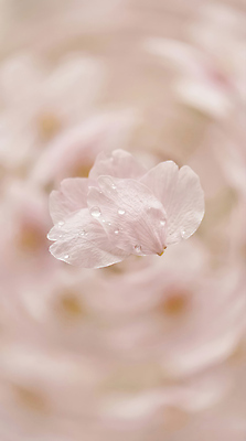 식물 계절 꽃 CG 생태계 파일형식 AI콘텐츠 물방울 꽃잎 자연 편집이미지 편집실사 JPG 보케 봄 풍경 AI컴퓨터그래픽