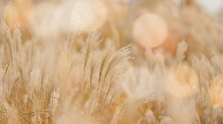 계절 컨셉 빛 CG 생태계 파일형식 갈대_식물 AI콘텐츠 자연 햇빛 풍경 갈대밭 휴식 편집이미지 편집실사 JPG 보케 봄 AI컴퓨터그래픽