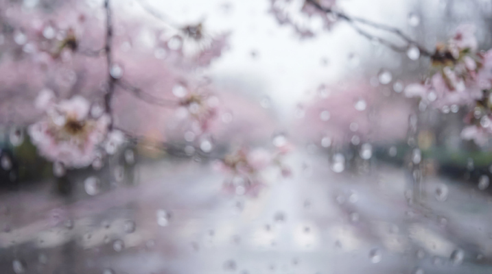 식물 계절 꽃 날씨 CG 생태계 파일형식 AI콘텐츠 벚꽃 거리 흐림 나무 자연 봄 풍경 편집이미지 편집실사 JPG 보케 물방울 AI컴퓨터그래픽