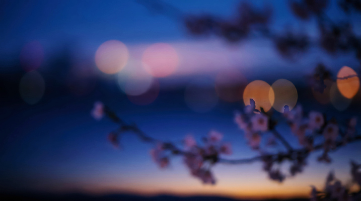 식물 계절 밤 야간 CG 생태계 파일형식 AI콘텐츠 꽃 저녁 빛 하늘 자연 풍경 나무 봄 편집이미지 편집실사 JPG 보케 AI컴퓨터그래픽
