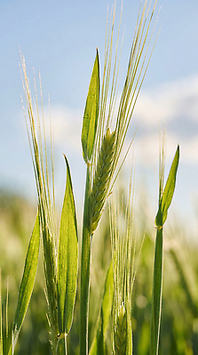 JPG 식물 편집이미지 잎 자연 하늘 보리 편집실사 AI포토 AI콘텐츠 곡류 CG 생태계 파일형식