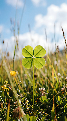JPG 식물 편집이미지 자연 하늘 풀 편집실사 AI포토 AI콘텐츠 CG 생태계 파일형식