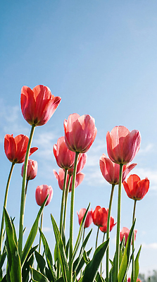 JPG 식물 편집이미지 꽃 분홍색 자연 하늘 튤립 편집실사 AI포토 AI콘텐츠 컬러 CG 생태계 파일형식