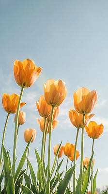 JPG 식물 편집이미지 꽃잎 꽃 꽃밭 자연 하늘 노란색 봄 튤립 편집실사 AI포토 AI콘텐츠 계절 컬러 CG 생태계 파일형식