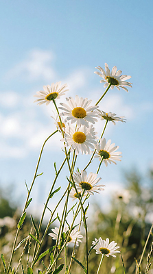 JPG 식물 편집이미지 꽃 자연 하늘 풀 편집실사 AI포토 AI콘텐츠 CG 생태계 파일형식