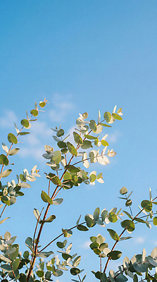 JPG 나무 식물 편집이미지 잎 자연 하늘 나뭇잎 편집실사 AI포토 AI콘텐츠 CG 생태계 파일형식