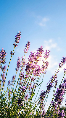 JPG 식물 편집이미지 꽃 자연 하늘 보라색 라벤더 편집실사 AI포토 AI콘텐츠 컬러 허브 CG 생태계 파일형식