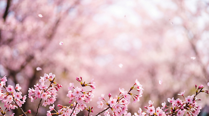 JPG 나무 편집이미지 공원 꽃잎 꽃 자연 풍경 봄 벚꽃 떨어짐 만개 편집실사 AI포토 AI콘텐츠 식물 계절 공공시설 컨셉 CG 생태계 파일형식