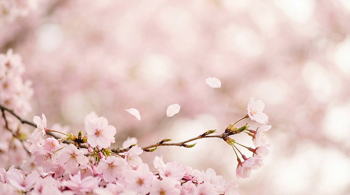 JPG 나무 편집이미지 꽃잎 꽃 분홍색 자연 날리기 풍경 봄 벚꽃 나뭇가지 떨어짐 편집실사 AI포토 AI콘텐츠 식물 계절 컬러 컨셉 모션 CG 생태계 파일형식