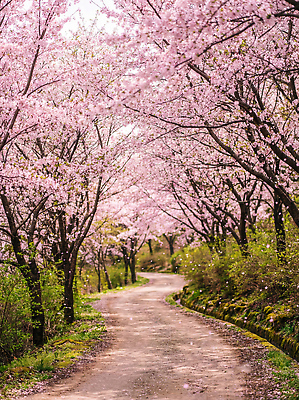 JPG 나무 편집이미지 꽃잎 길 자연 풍경 걷기 봄 산책 벚꽃 만개 편집실사 AI포토 AI콘텐츠 식물 계절 꽃 모션 휴식 CG 생태계 파일형식