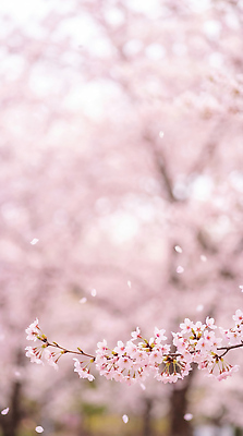 JPG 나무 편집이미지 꽃잎 꽃 분홍색 자연 바람 풍경 봄 벚꽃 꽃구경 만개 흩날리기 편집실사 AI포토 AI콘텐츠 자연요소 식물 계절 컬러 모션 날씨 CG 생태계 파일형식