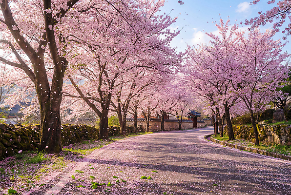 JPG 나무 편집이미지 공원 꽃잎 꽃 길 자연 거리 풍경 햇빛 봄 벚꽃 편집실사 AI포토 AI콘텐츠 식물 계절 공공시설 빛 CG 생태계 파일형식