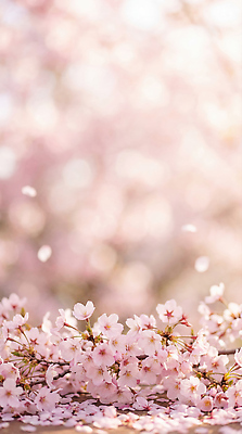 JPG 나무 편집이미지 꽃잎 꽃 분홍색 자연 풍경 일상 봄 벚꽃 꽃구경 편집실사 AI포토 AI콘텐츠 식물 계절 컬러 라이프 CG 생태계 파일형식