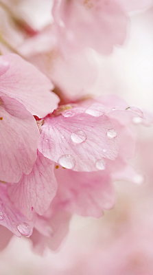 JPG 편집이미지 꽃잎 꽃 잎 자연 봄 벚꽃 물방울 수분 편집실사 AI포토 AI콘텐츠 식물 계절 CG 생태계 파일형식