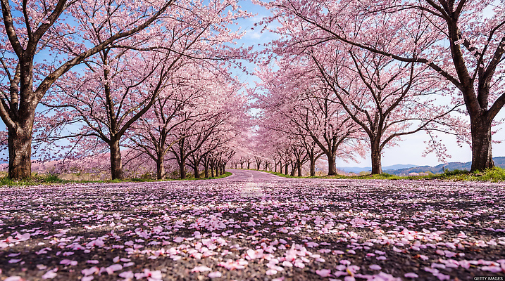 JPG 나무 편집이미지 꽃잎 도로 자연 풍경 봄 벚꽃 꽃길 만개 편집실사 AI포토 AI콘텐츠 식물 계절 꽃 길 교통시설 CG 생태계 파일형식