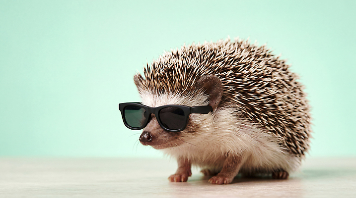 JPG 동물 편집이미지 반려동물 선글라스 고슴도치 편집실사 AI컴퓨터그래픽 AI콘텐츠 안경 포유류 CG 파일형식