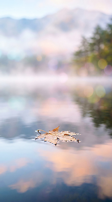 JPG 나무 편집이미지 호수 자연 아침 나뭇잎 산 풍경 물 반사 고요 안개 물가 수면 편집실사 AI컴퓨터그래픽 AI콘텐츠 주간 자연요소 식물 잎 날씨 CG 생태계 파일형식