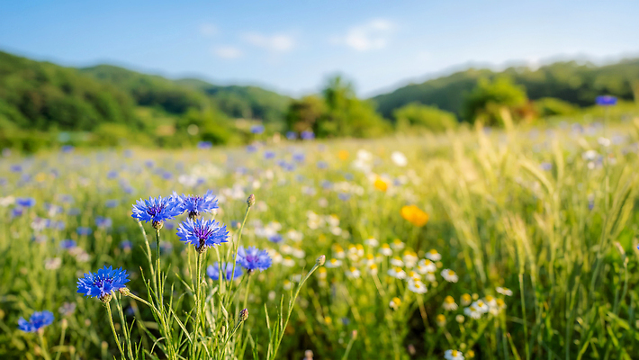 JPG 식물 편집이미지 계절 꽃 자연 산 풍경 초원 햇빛 수레국화 편집실사 AI포토 AI콘텐츠 빛 CG 생태계 파일형식