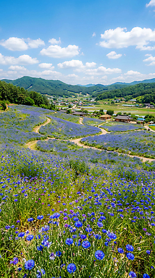 JPG 편집이미지 꽃밭 자연 하늘 산 풍경 초원 마을 들꽃 농촌 시골 수레국화 편집실사 AI포토 AI콘텐츠 꽃 CG 생태계 파일형식