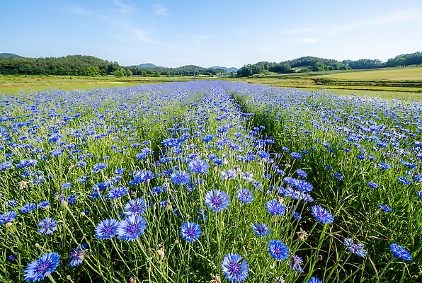 JPG 식물 편집이미지 꽃 자연 하늘 산 풍경 초원 들꽃 농촌 땅 수레국화 평야 편집실사 AI포토 AI콘텐츠 시골 CG 생태계 파일형식