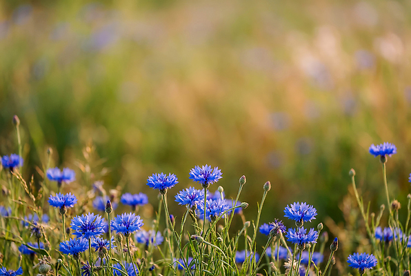 JPG 식물 편집이미지 꽃 자연 풍경 잔디 초원 여름 햇빛 노을 수레국화 편집실사 AI포토 AI콘텐츠 자연요소 계절 빛 CG 생태계 파일형식
