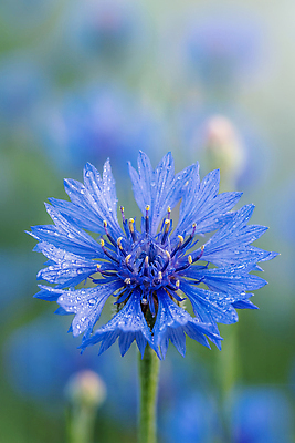 JPG 식물 편집이미지 꽃 꽃밭 자연 파란색 물방울 수레국화 편집실사 AI포토 AI콘텐츠 컬러 CG 생태계 파일형식
