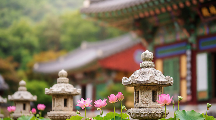 JPG 편집이미지 전통 문화 자연 한국 연꽃 풍경 일상 여름 봄 사찰 조화 경관 편집실사 AI포토 AI콘텐츠 계절 꽃 아시아 종교건축 라이프 CG 생태계 파일형식