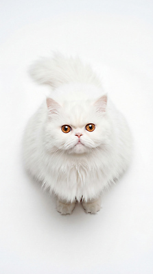 JPG 동물 편집이미지 응시 털 귀여움 고양이 흰색 편안함 꼬리 페르시안 반려묘 편집실사 AI포토 AI콘텐츠 시선 컬러 컨셉 포유류 반려동물 감각 CG 파일형식