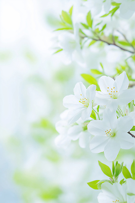 JPG 나무 식물 편집이미지 꽃 백그라운드 잎 자연 풍경 봄 흰색 철쭉 편집실사 AI컴퓨터그래픽 AI콘텐츠 계절 컬러 CG 생태계 파일형식