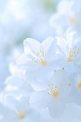 JPG 식물 편집이미지 꽃잎 꽃 컬러 백그라운드 꽃밭 자연 생명 정원 봄 흰색 식물원 철쭉 편집실사 AI컴퓨터그래픽 AI콘텐츠 계절 CG 생태계 파일형식