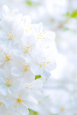 JPG 식물 편집이미지 꽃잎 꽃 잎 자연 풍경 봄 흰색 꽃술 철쭉 편집실사 AI컴퓨터그래픽 AI콘텐츠 계절 컬러 CG 생태계 파일형식